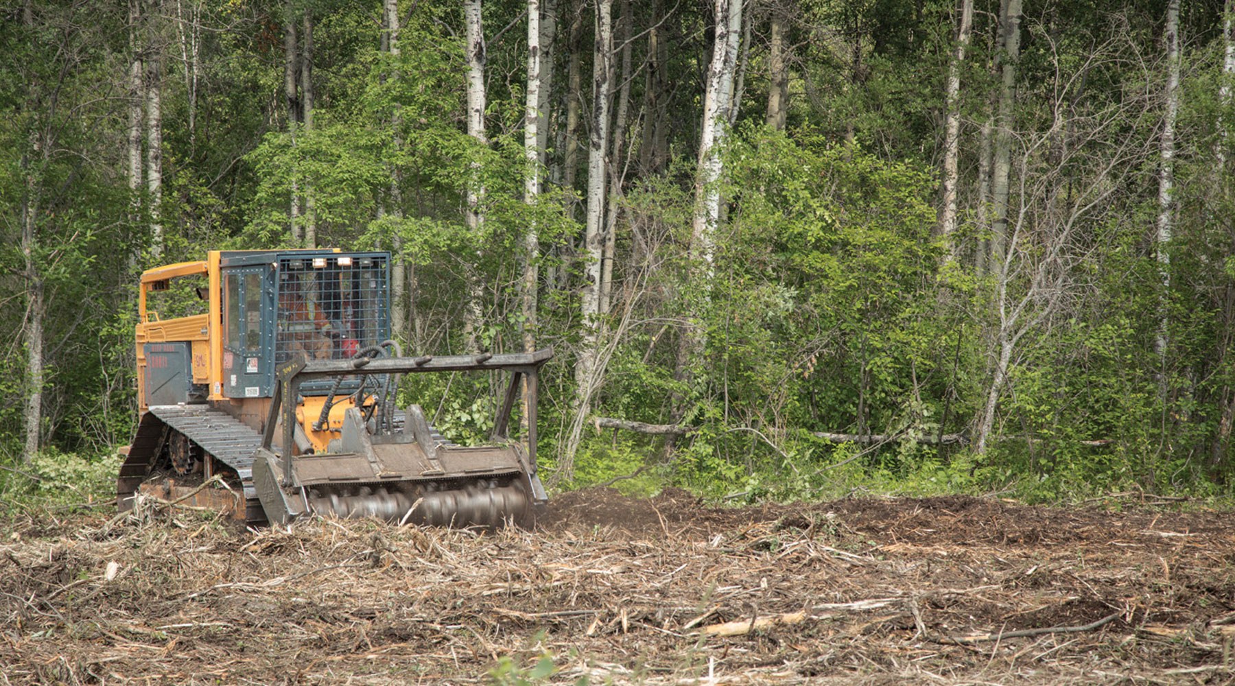 Forest clearing being carried out Forest clearing being carried out